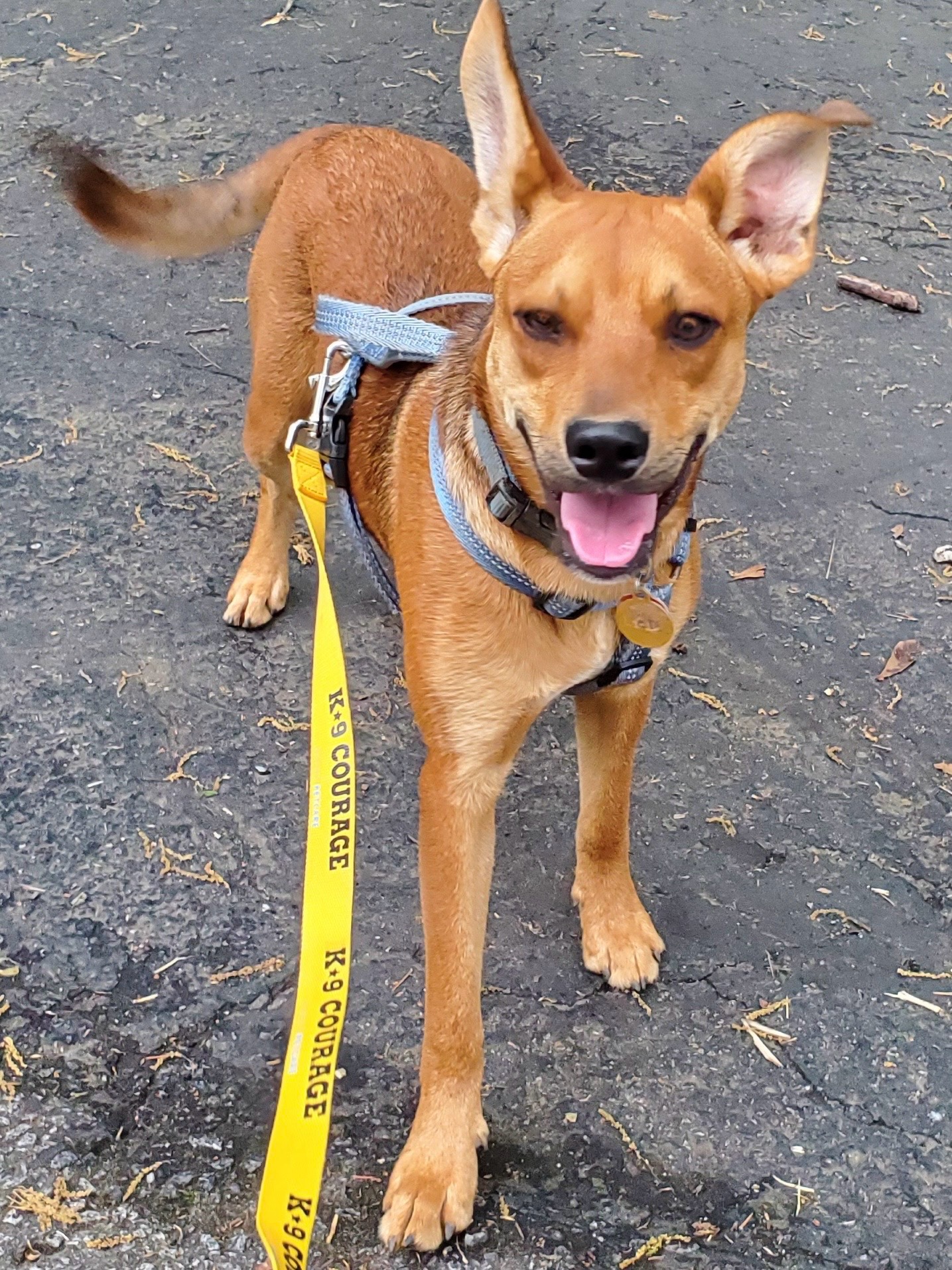 Enlarge Pete, a Adoptable Mixed Breed in Anderson , SC image 3/4