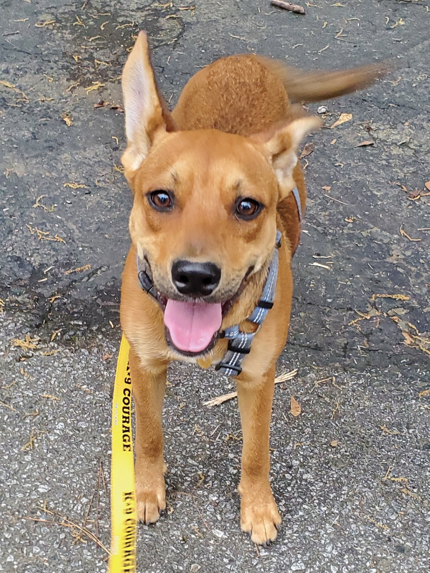 Pete, Adoptable, Young Male Mixed Breed.