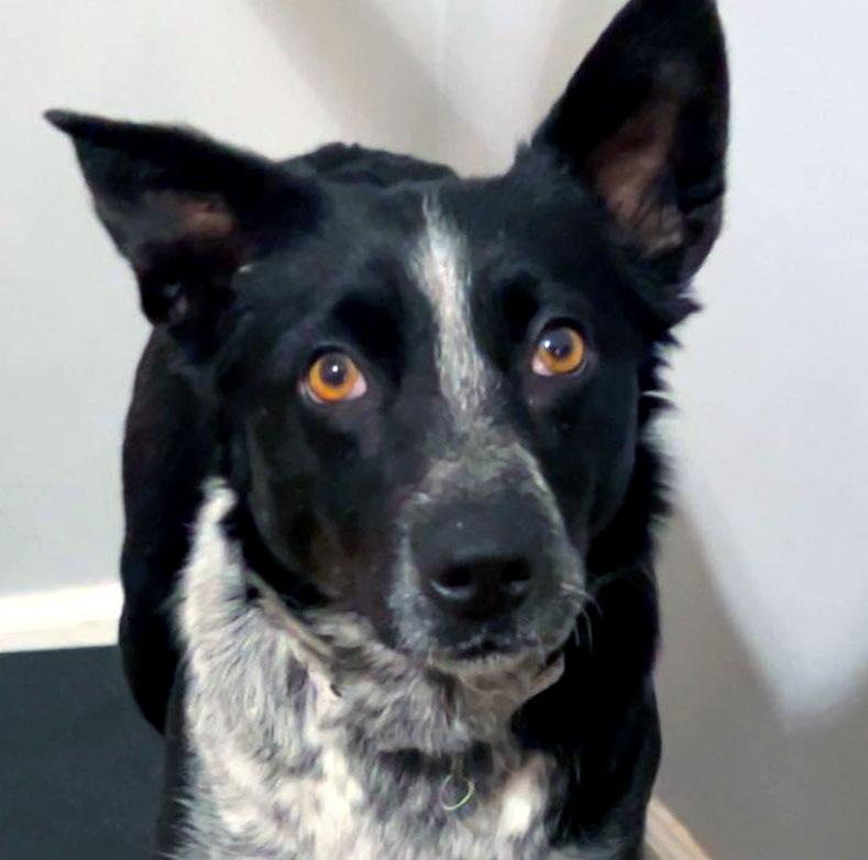 Birdee (AO35744), ADOPTABLE, Young Female Border Collie & Australian Cattle Dog / Blue Heeler.