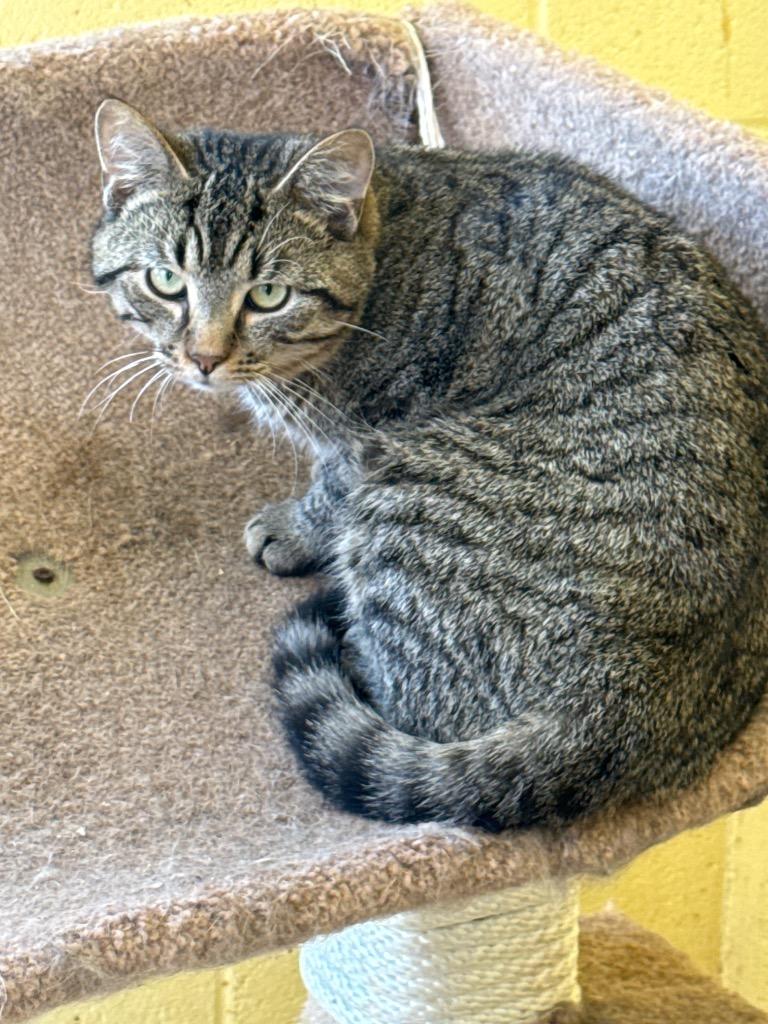 TIGGER (NEUTERED), Adoptable, Young Male Domestic Short Hair.