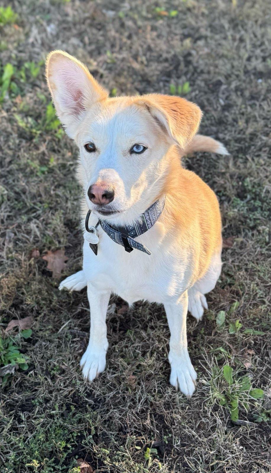 Freya, an adoptable mixed breed in Fort Leavenworth, KS image 1/2