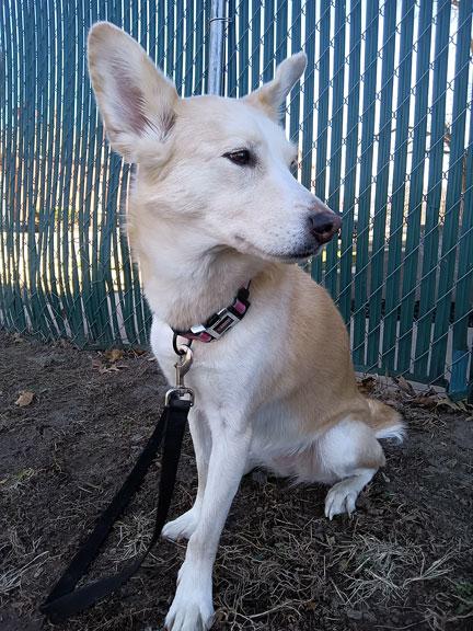 Enlarge Freya, an adopted mixed breed in Fort Leavenworth, KS image 4/5