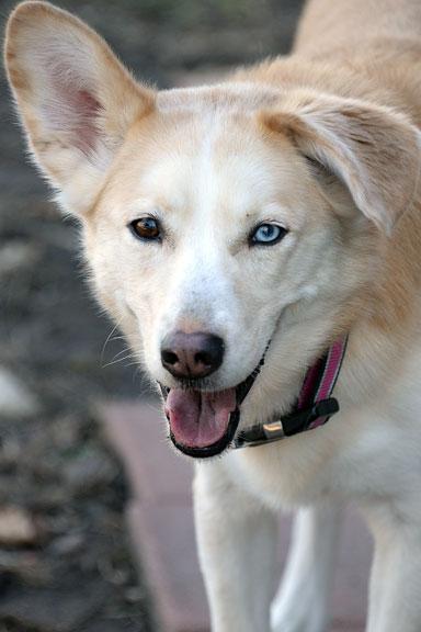 Freya: Pet of the Week!, adoptable, Young Female Husky.