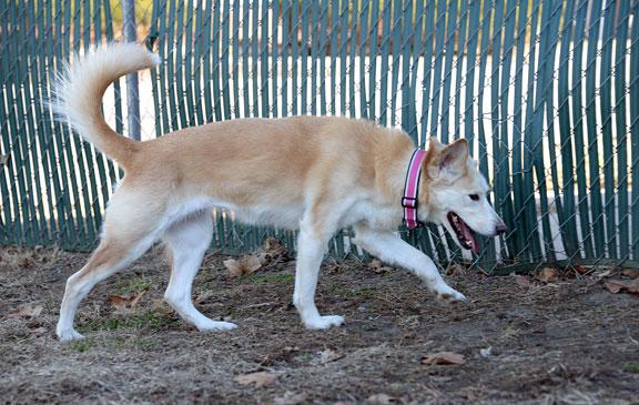 Enlarge Freya, an adopted mixed breed in Fort Leavenworth, KS image 3/5