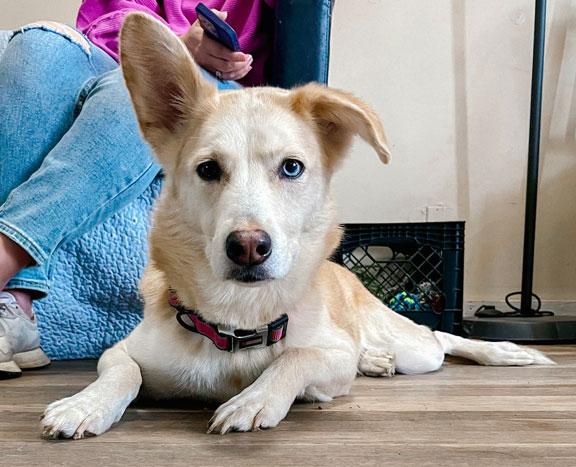 Enlarge Freya, an adopted mixed breed in Fort Leavenworth, KS image 2/5