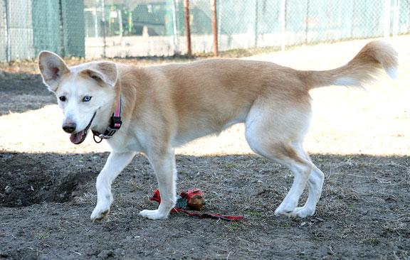 Enlarge Freya, an adopted mixed breed in Fort Leavenworth, KS image 5/5