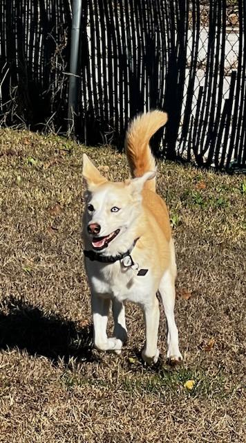 Freya, an adoptable mixed breed in Fort Leavenworth, KS image 2/2