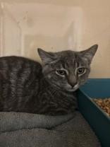 Ole Deck, ADOPTABLE, Young Male Domestic Short Hair.