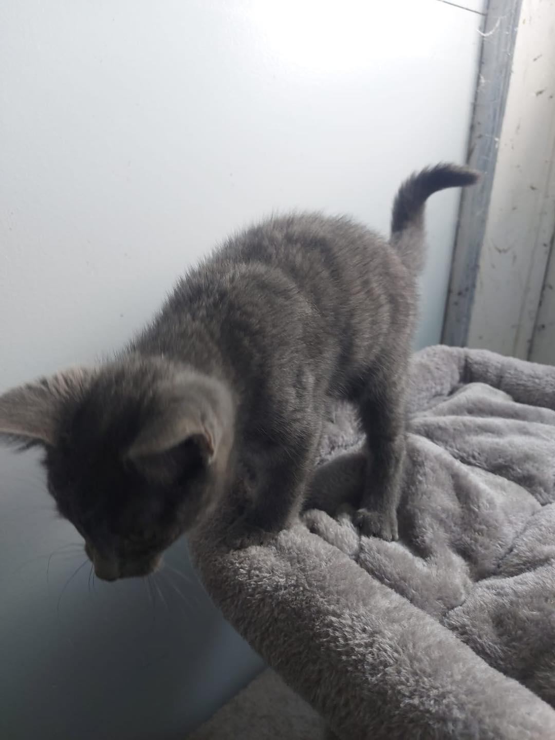 Enlarge Weasley, a Adopted Domestic Short Hair in Markham, ON image 1/3