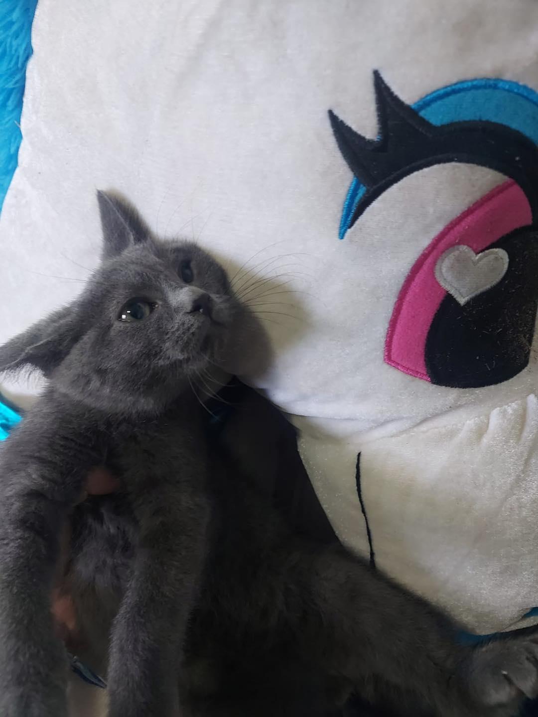 Enlarge Weasley, a Adopted Domestic Short Hair in Markham, ON image 2/3