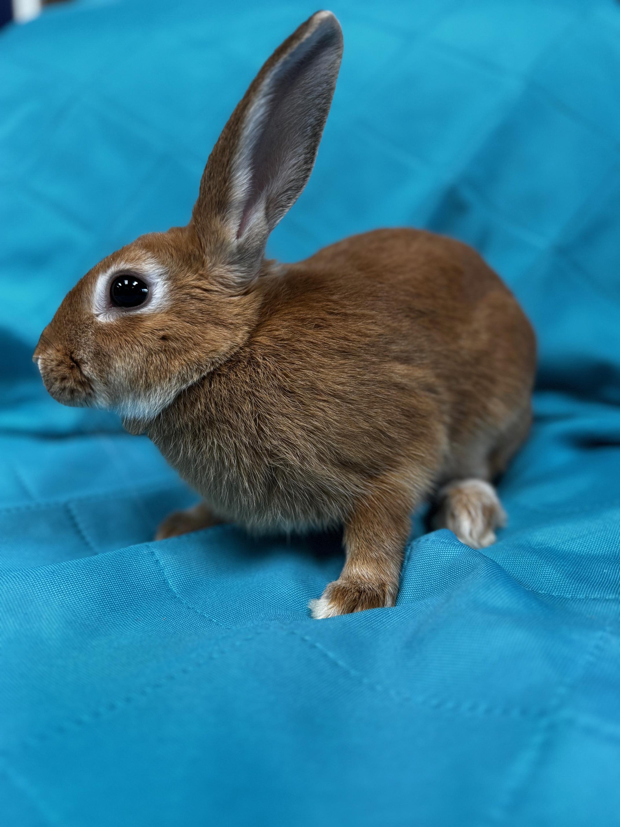 Enlarge Zelle, a Adoptable American in Westerville, OH image 4/6