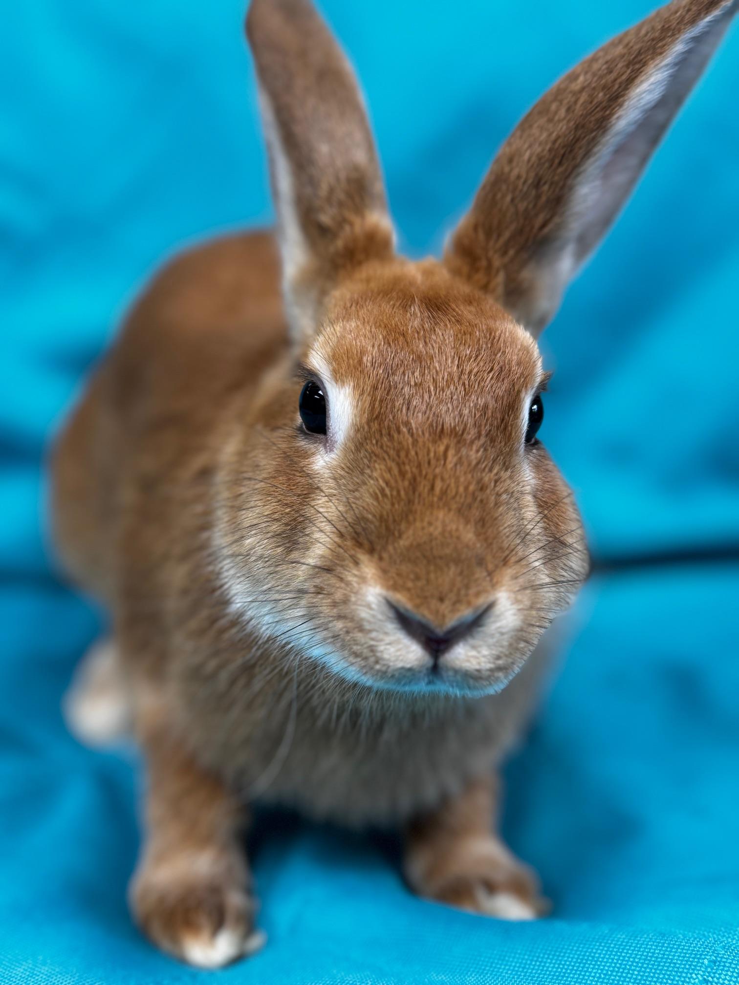 Enlarge Zelle, a Adoptable American in Westerville, OH image 6/6