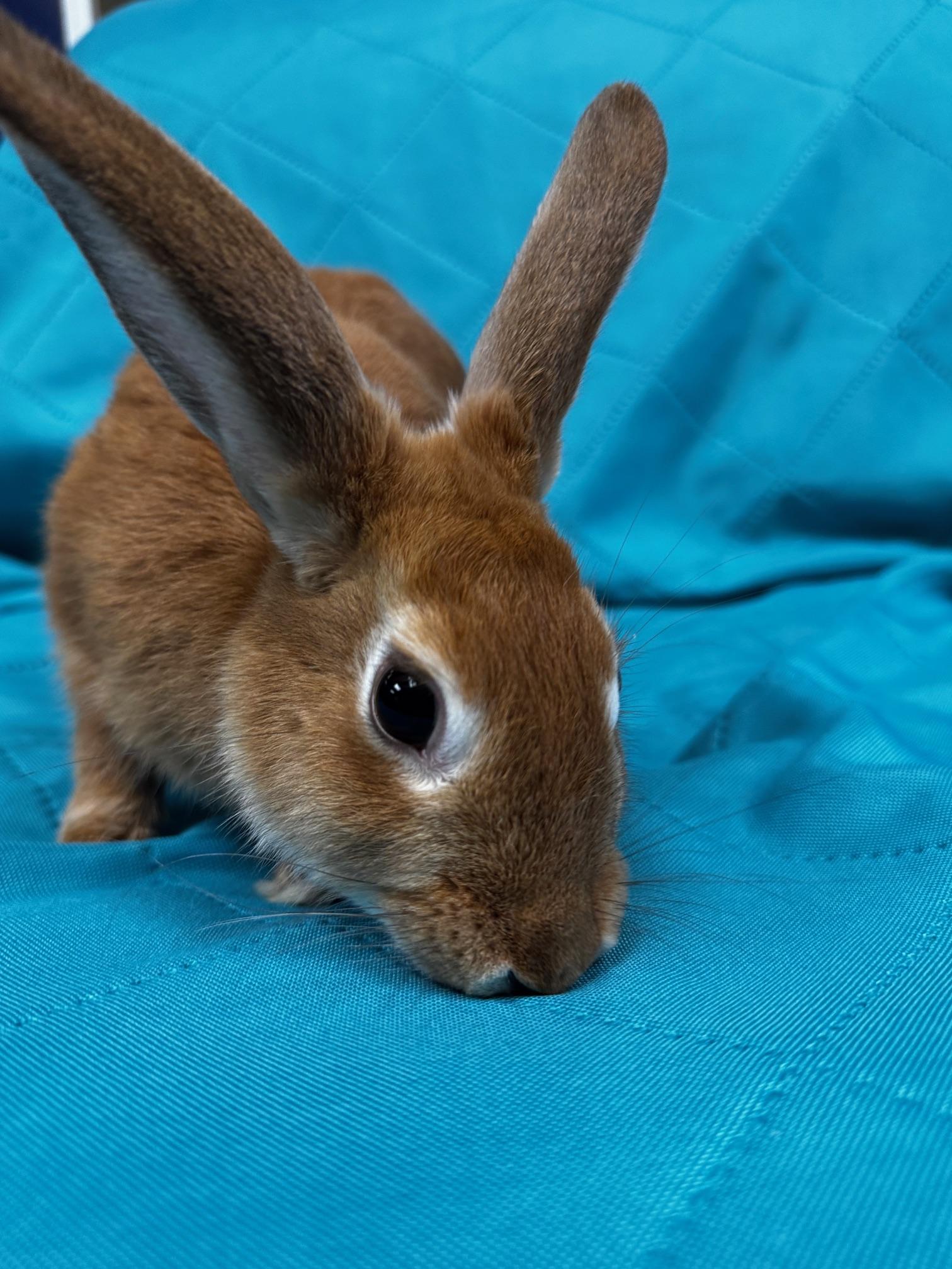 Enlarge Zelle, a Adoptable American in Westerville, OH image 5/6