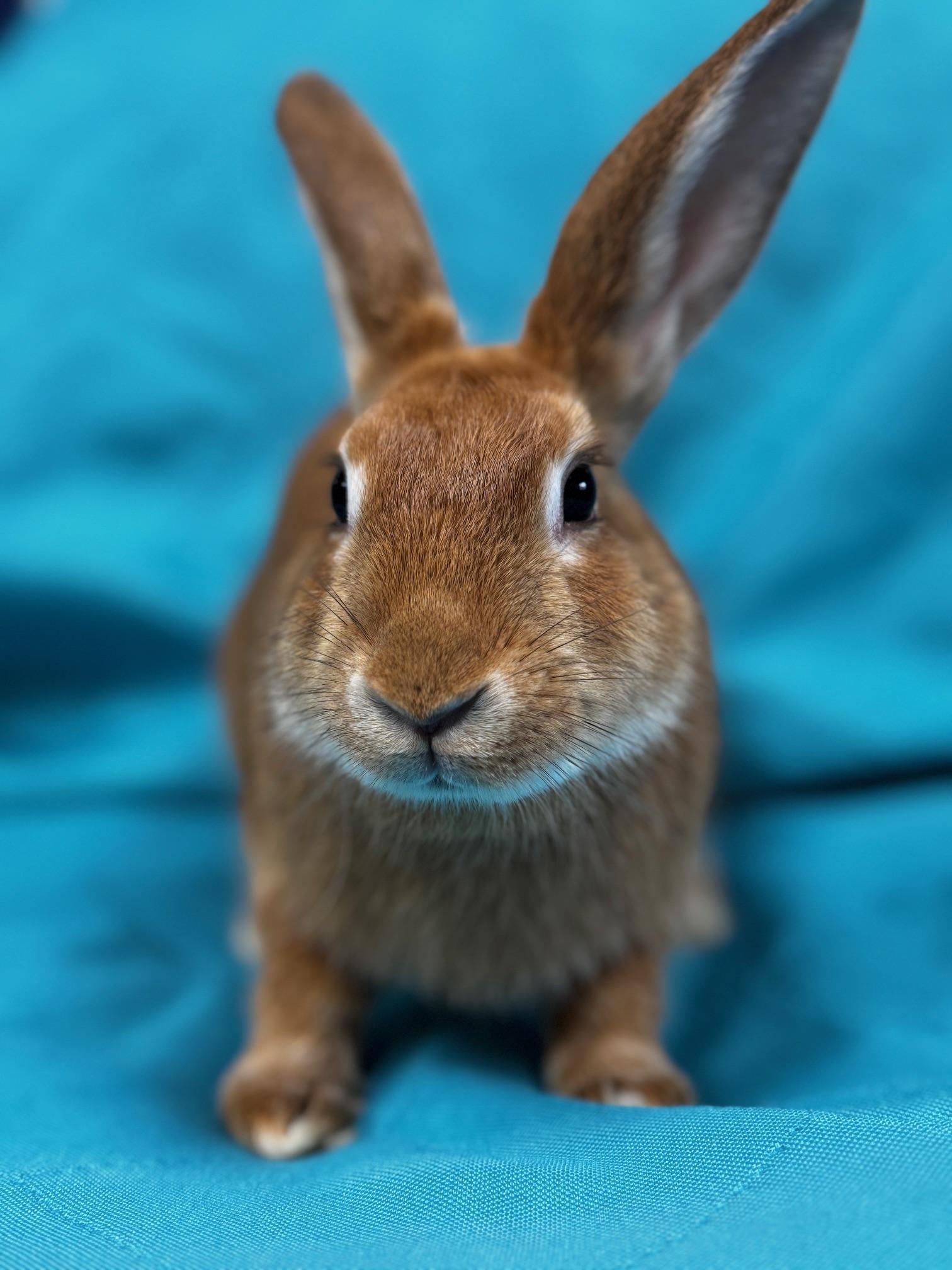 Enlarge Zelle, a Adoptable American in Westerville, OH image 1/6