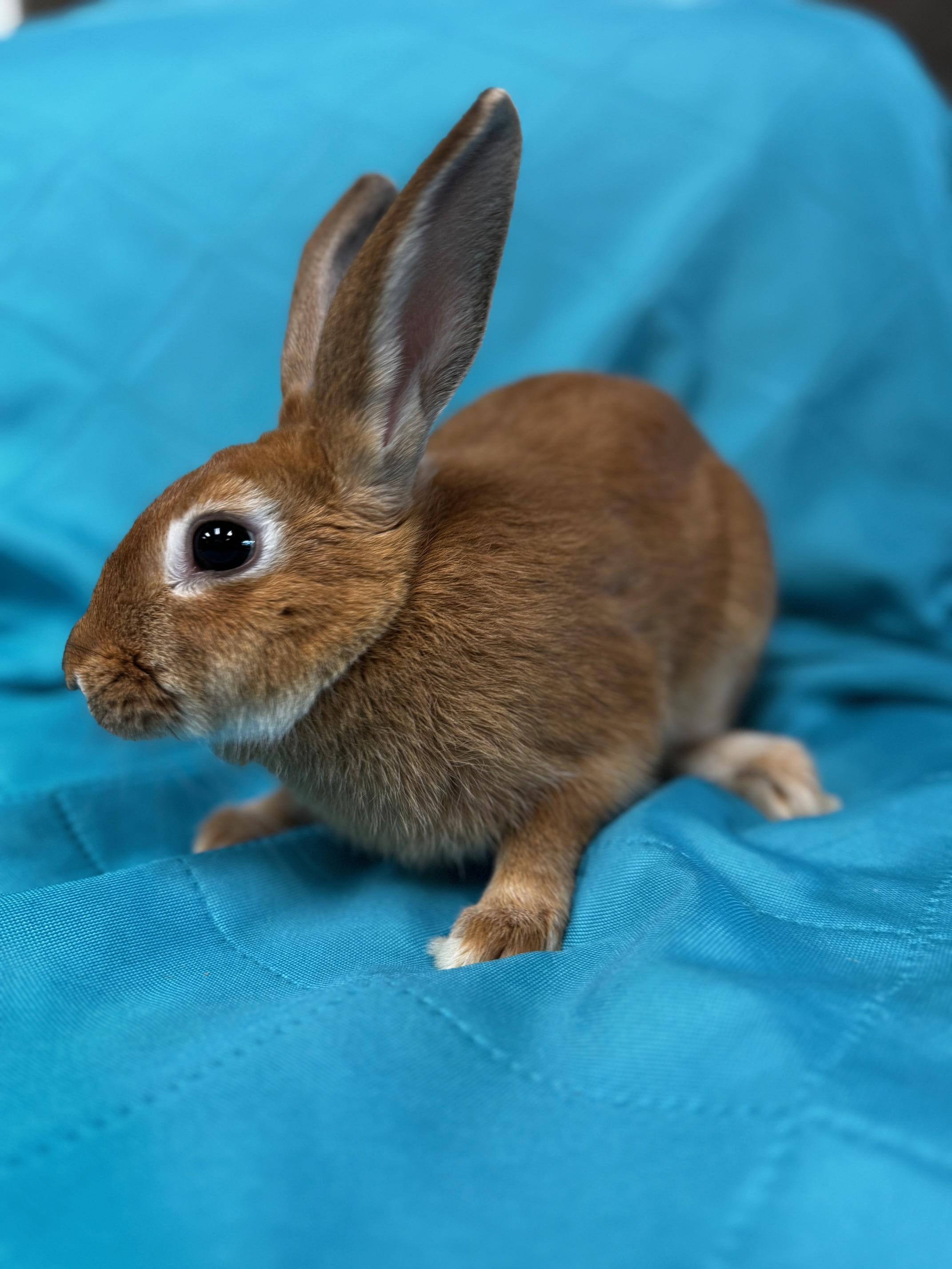 Enlarge Zelle, a Adoptable American in Westerville, OH image 3/6