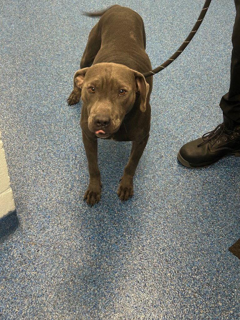 26-364 Smokey, Adoptable, Adult Male Pit Bull Terrier.