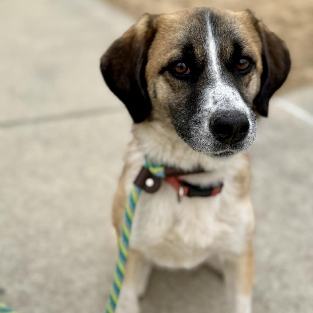 Sofi FOSTER NEEDED, Adoptable, Adult Female Mixed Breed.