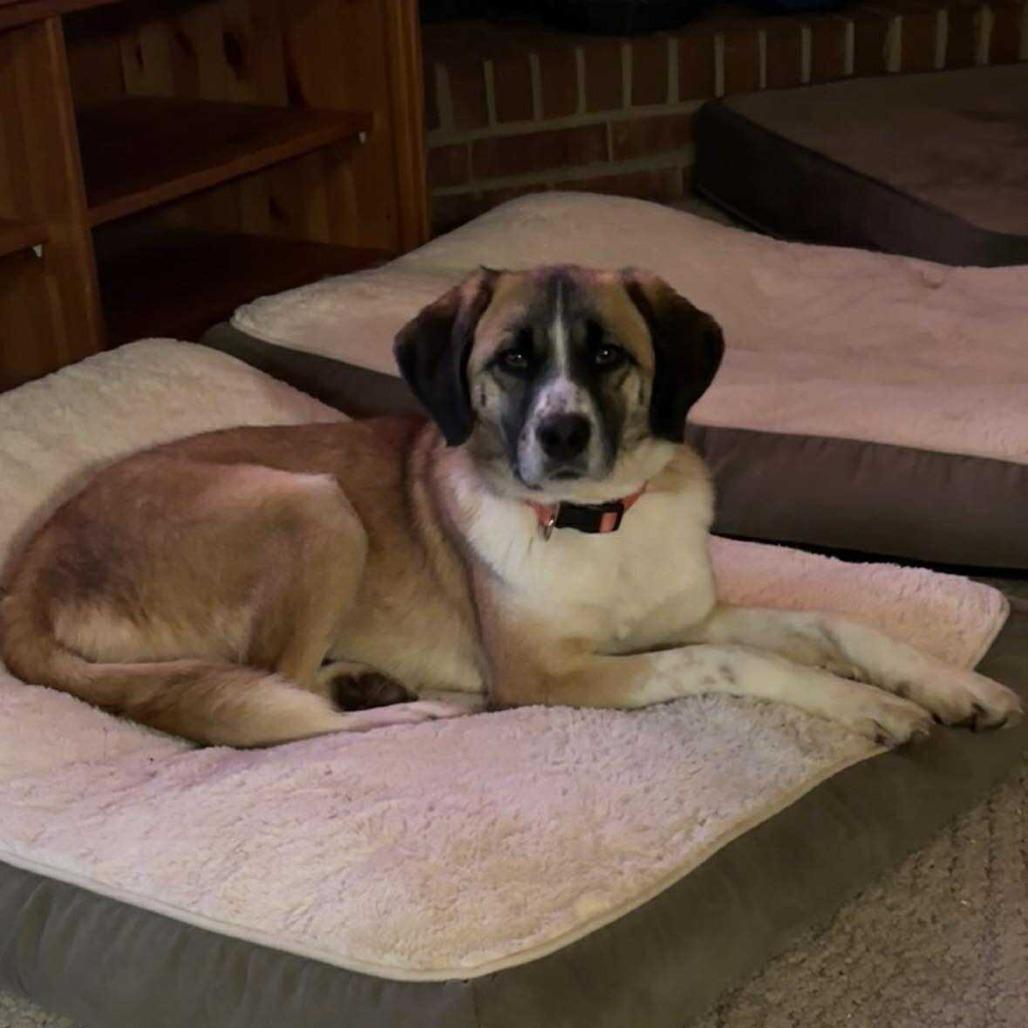 Enlarge Sofi FOSTER NEEDED, a Adoptable Mixed Breed in Phoenix, MD image 2/3