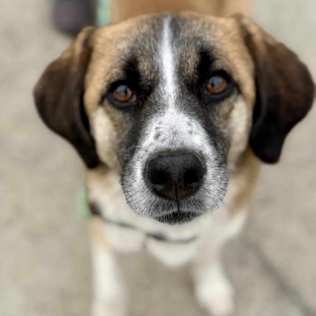 Enlarge Sofi FOSTER NEEDED, a Adoptable Mixed Breed in Phoenix, MD image 3/3