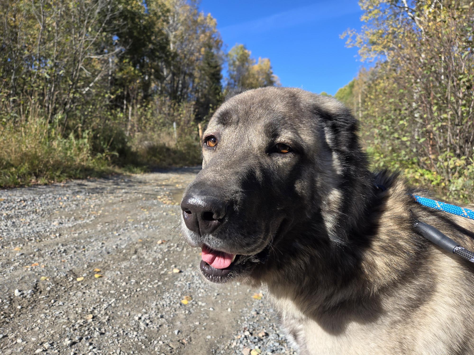 Little Foot, Adoptable, Adult Male Anatolian Shepherd.