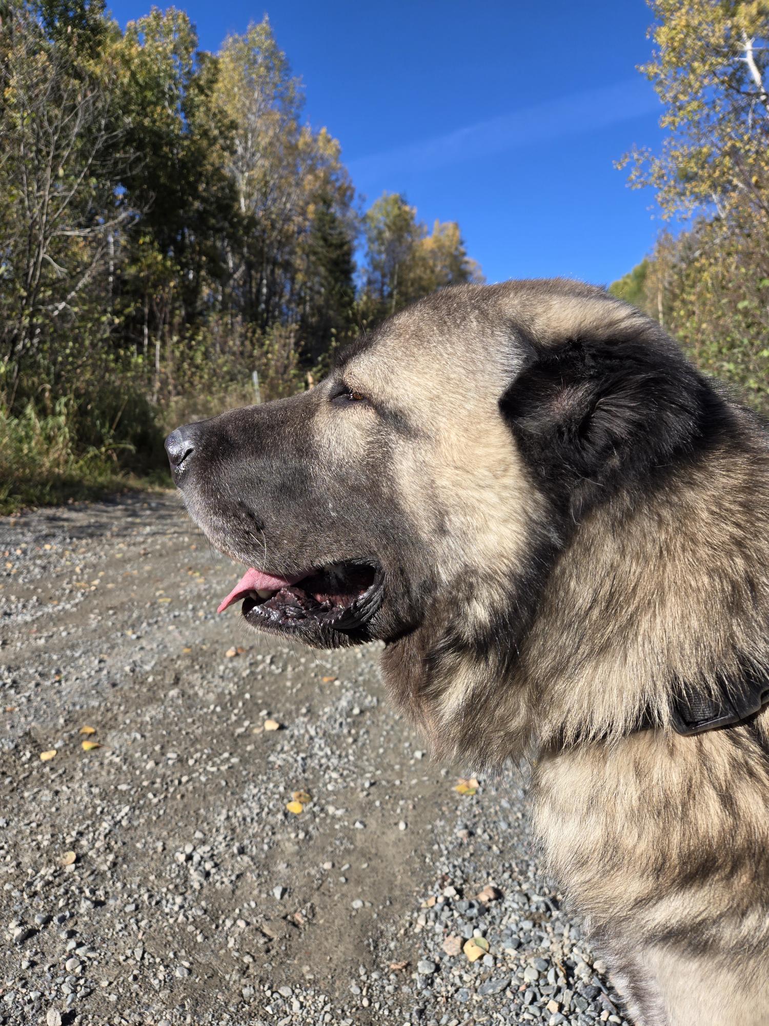 Enlarge Little Foot, an adopted mixed breed in Wahnapitae, ON image 2/3