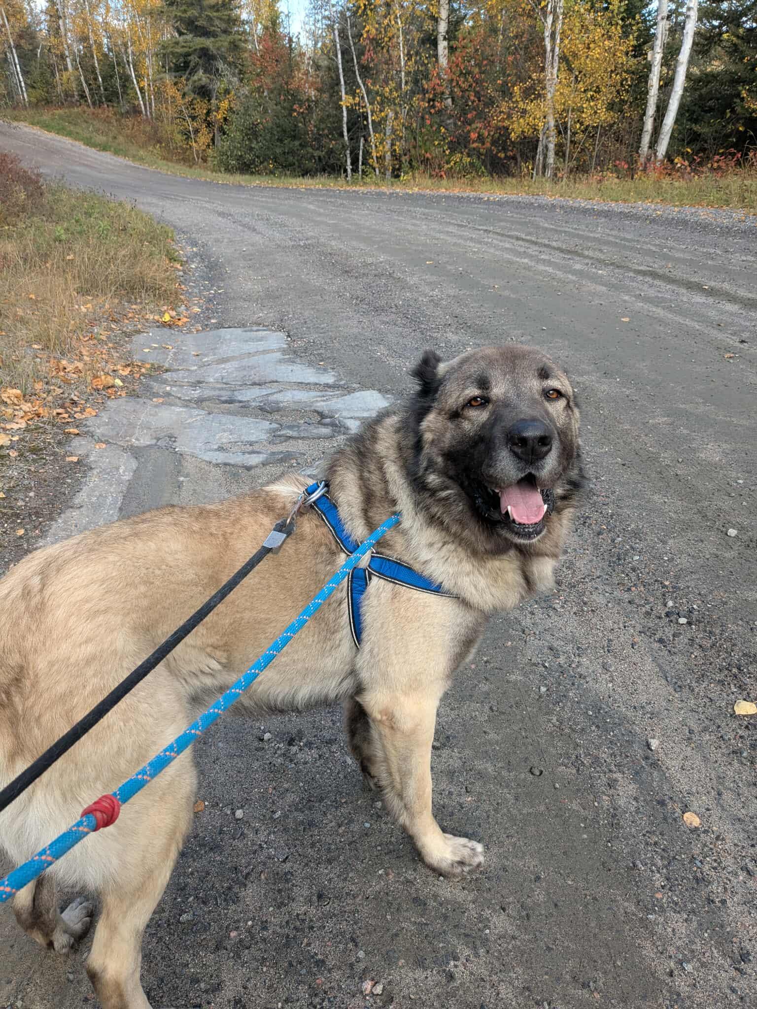 Enlarge Little Foot, an adopted mixed breed in Wahnapitae, ON image 3/3