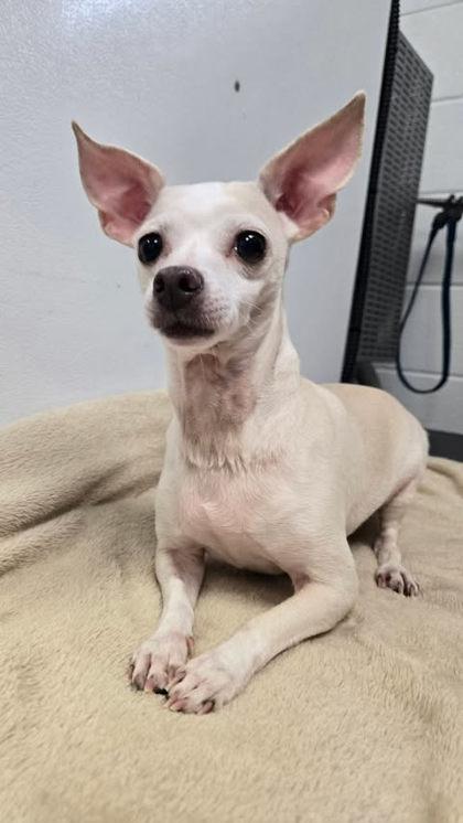 Pigtails, Adoptable, Adult Female Chihuahua & Mixed Breed.