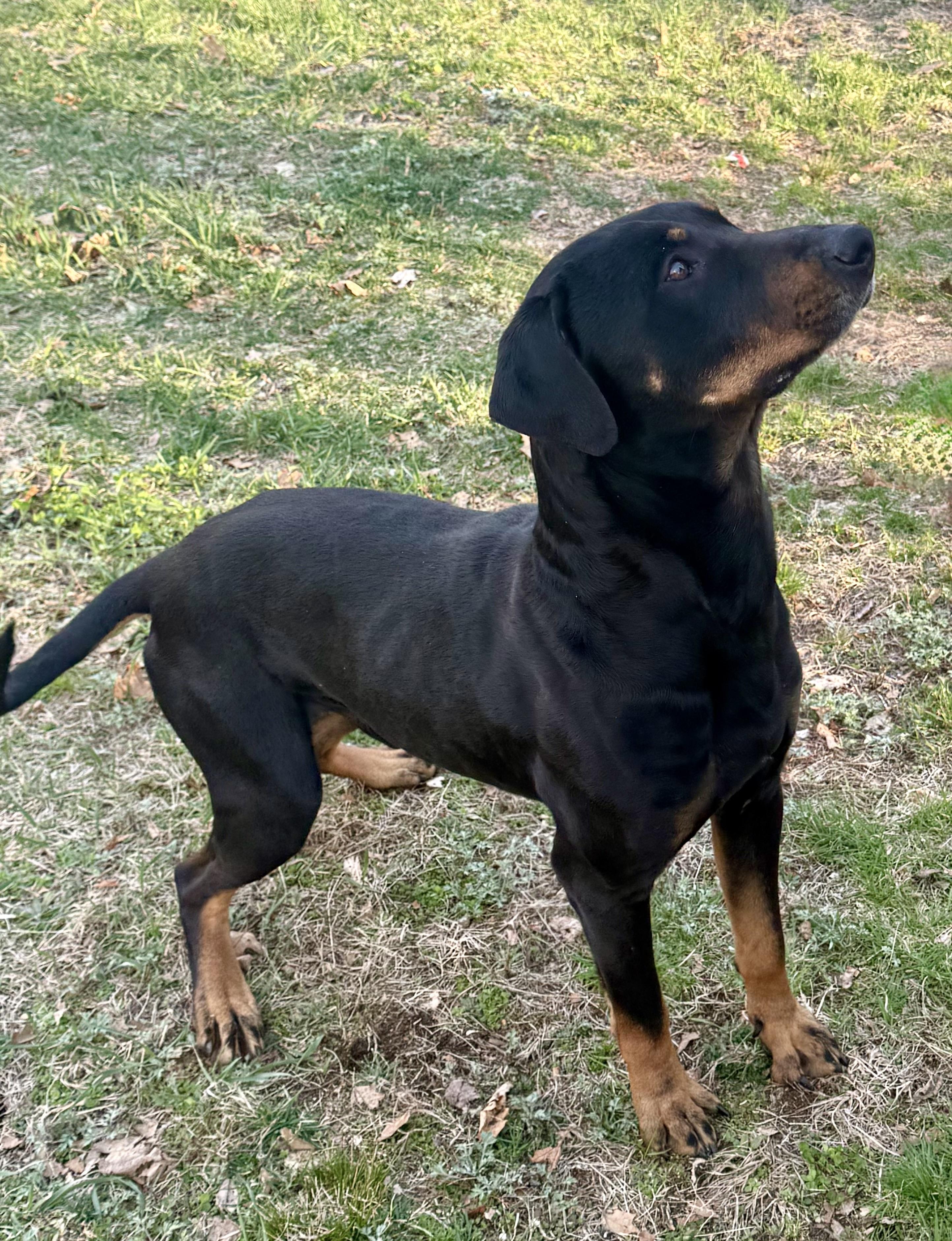 Asher, a Adoptable mixed breed in Moodus, CT image 2/5