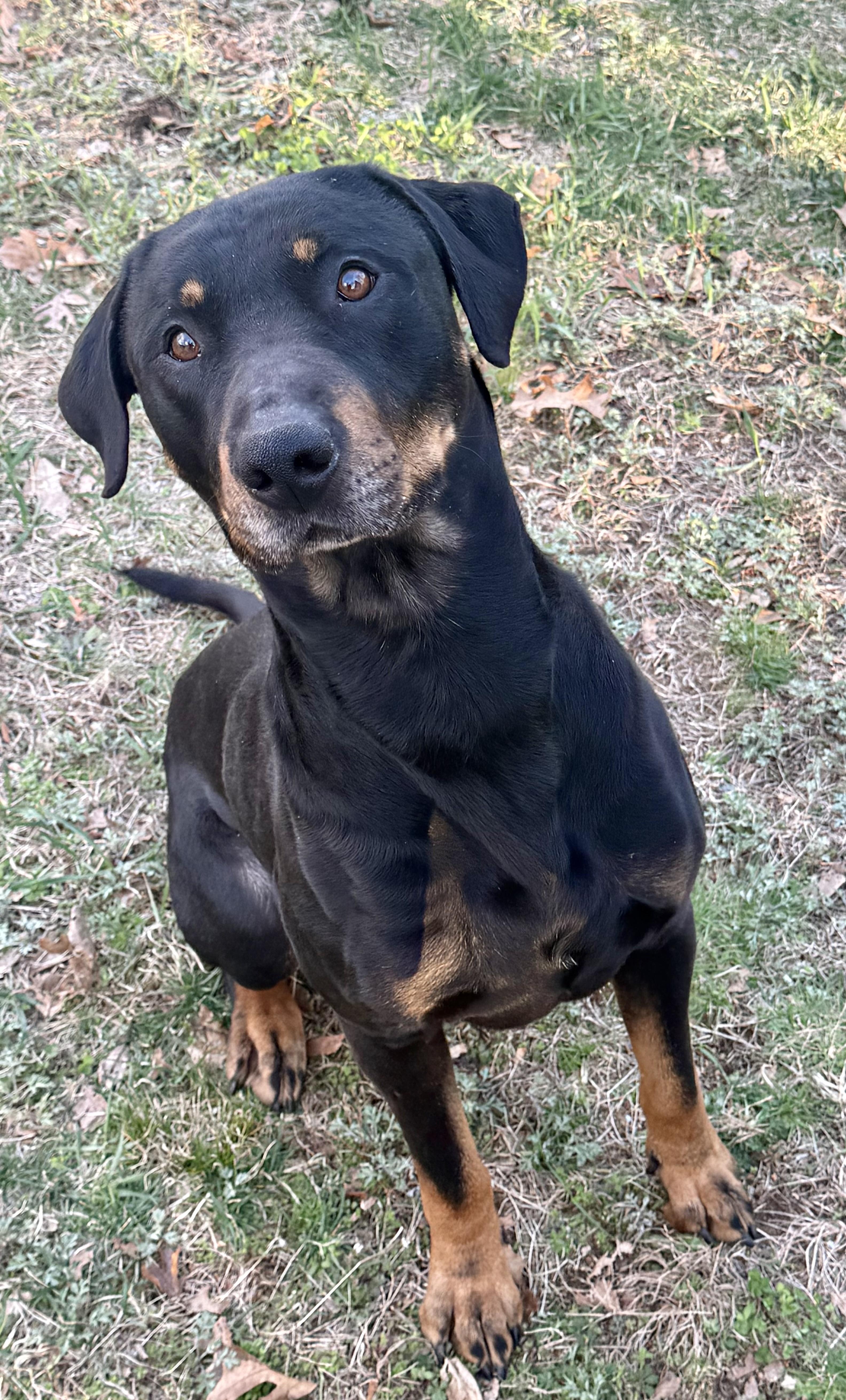 Asher, a Adoptable mixed breed in Moodus, CT image 5/5