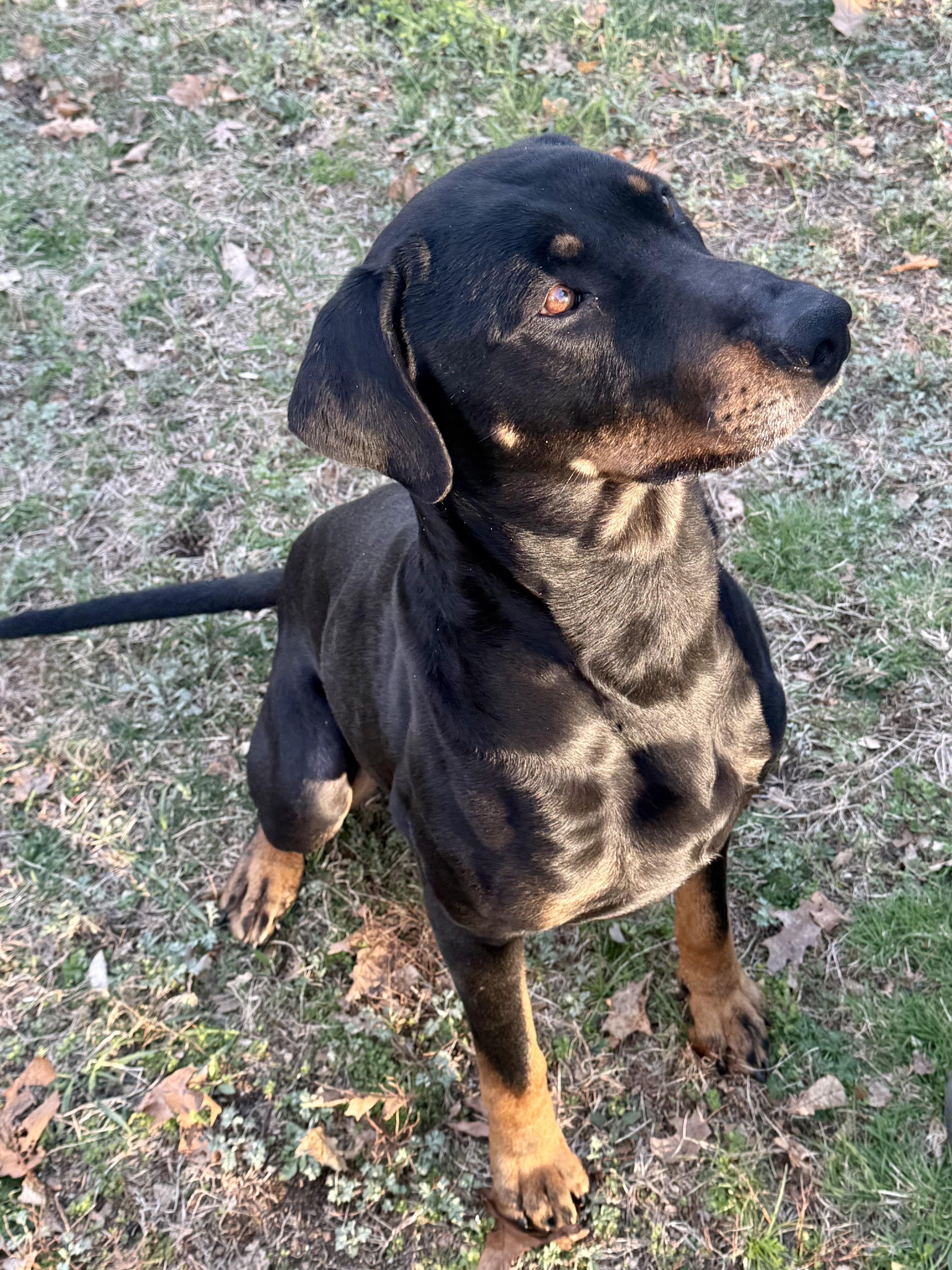 Asher, a Adoptable mixed breed in Moodus, CT image 3/5