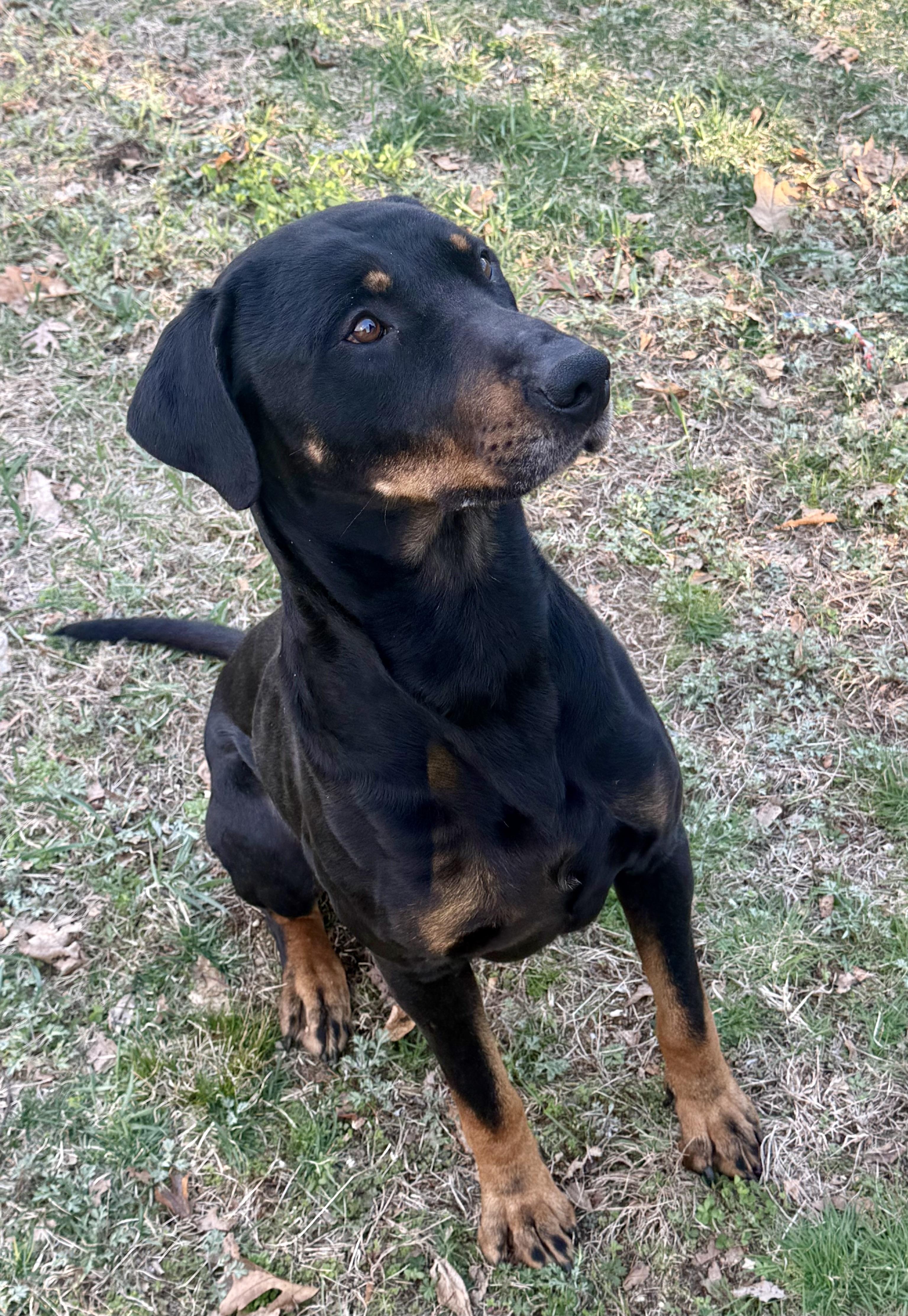 Asher, a Adoptable mixed breed in Moodus, CT image 4/5