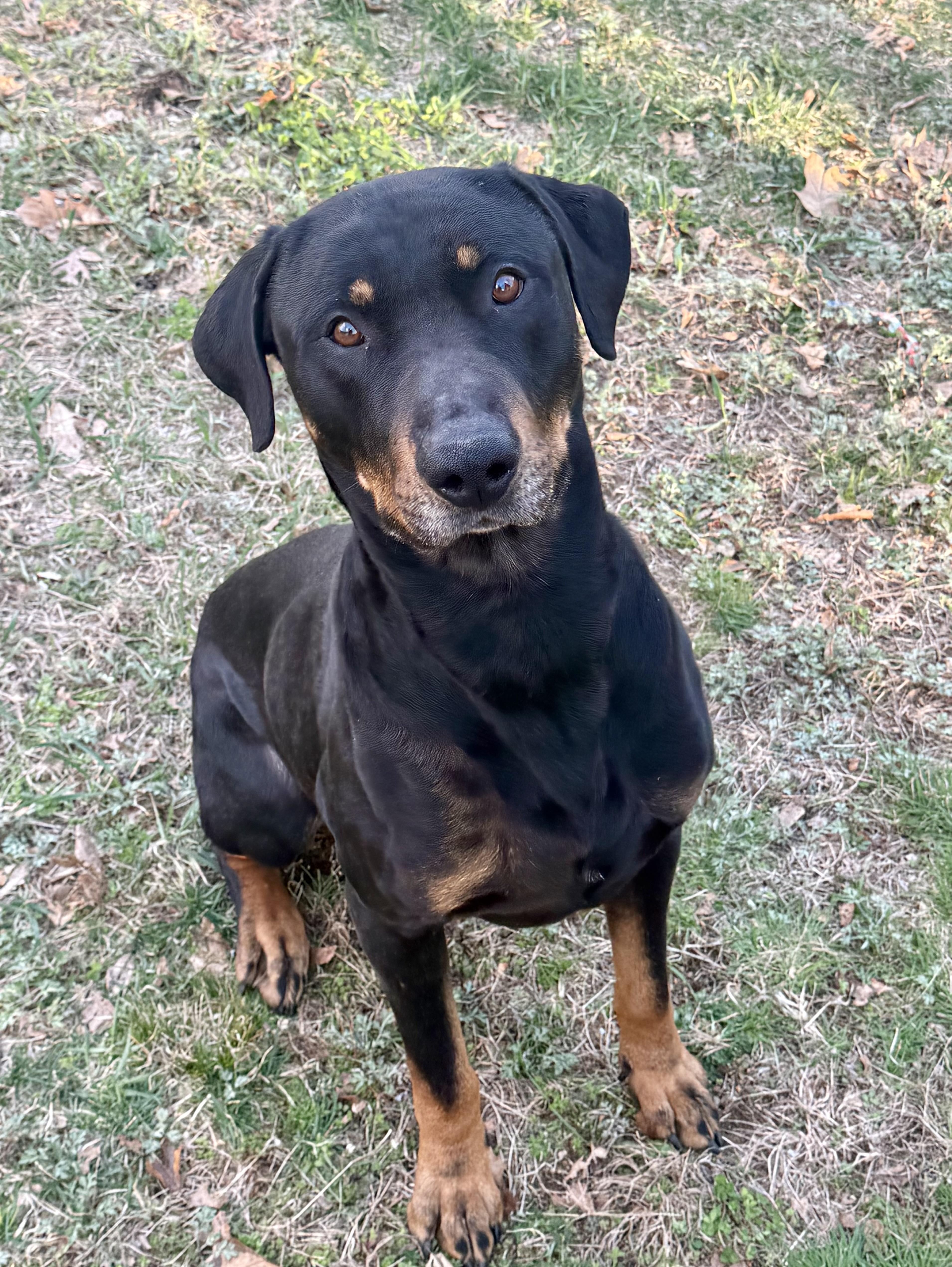 Asher, a Adoptable mixed breed in Moodus, CT image 1/5