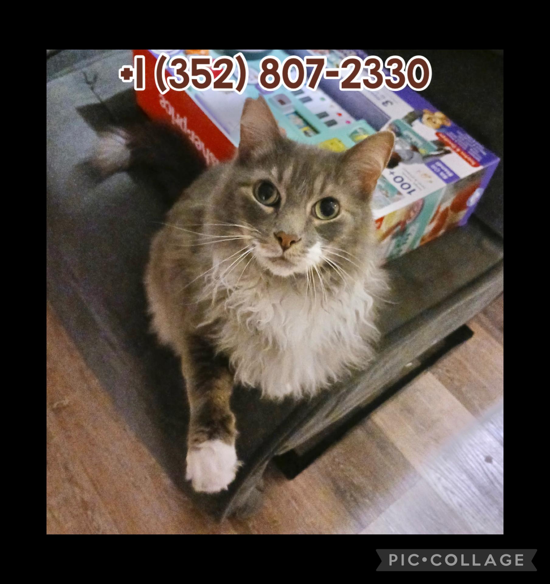 Wilmo (Maine coon mix) Sweet kitty (with supplies)!, ADOPTABLE, Adult Male Maine Coon & Domestic Long Hair.