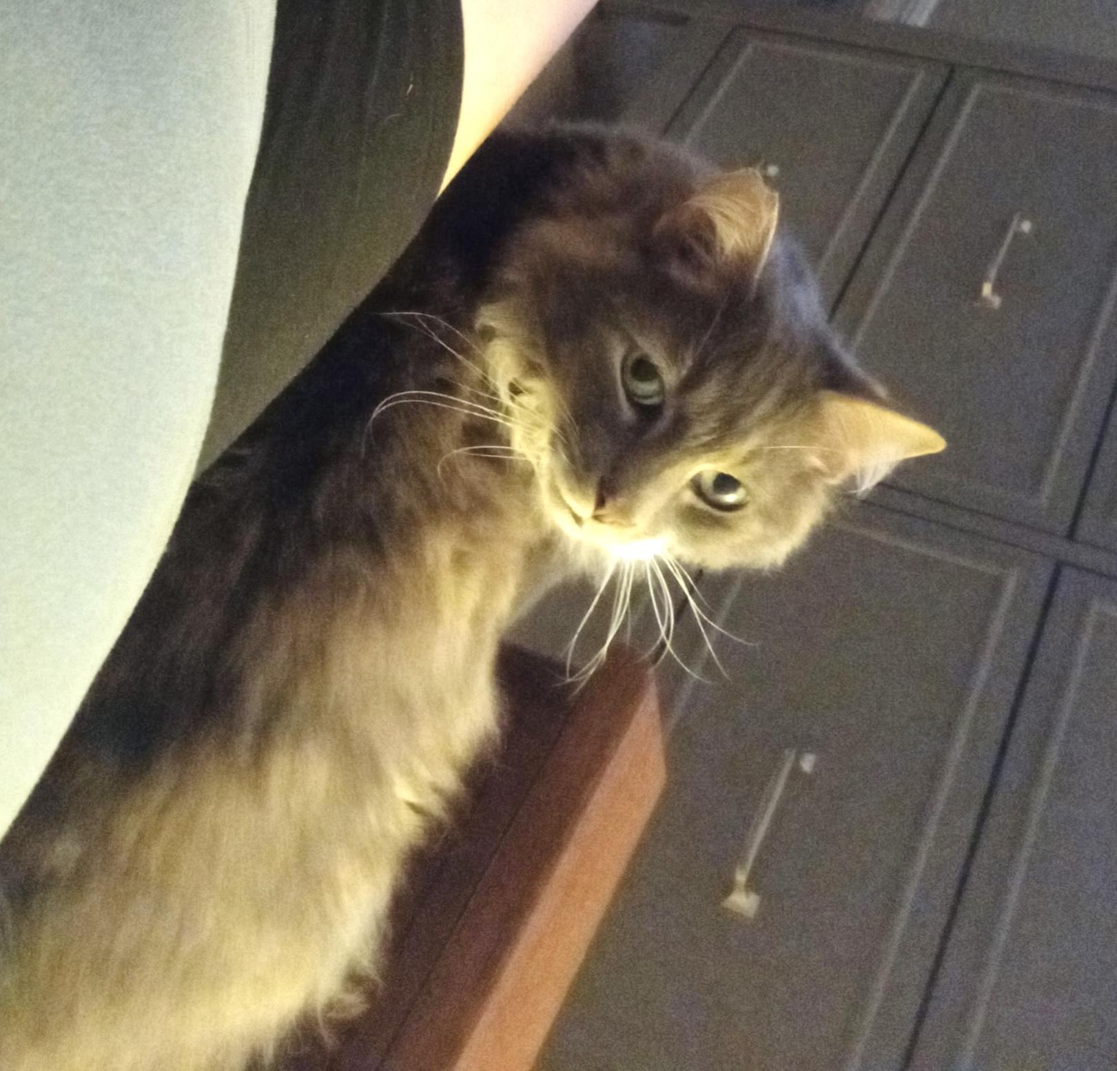 Enlarge Wilmo (Maine coon mix) Sweet kitty (with supplies)!, a ADOPTABLE mixed breed in Deltona, FL image 3/3