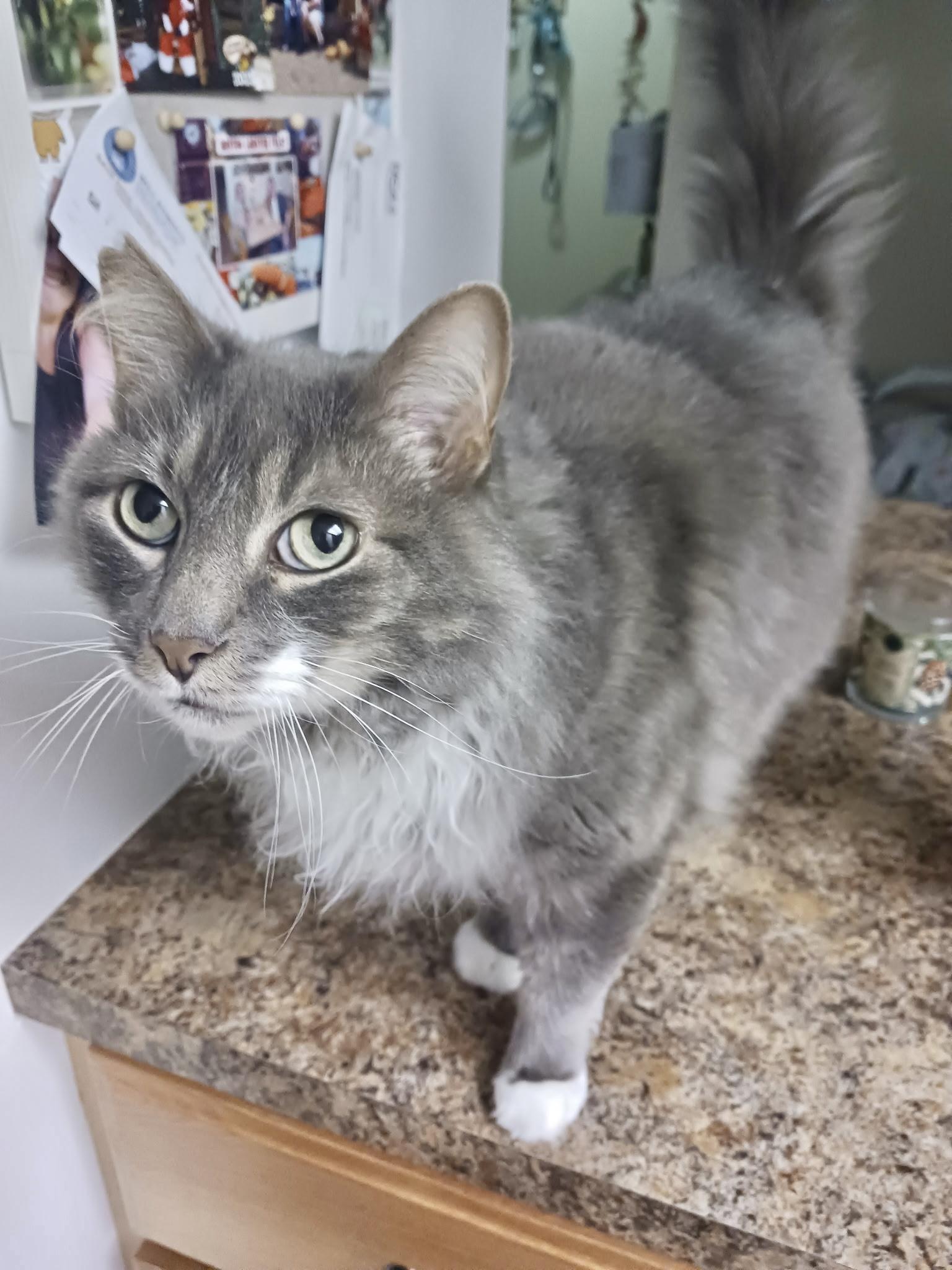 Enlarge Wilmo (Maine coon mix) Sweet kitty (with supplies)!, a ADOPTABLE mixed breed in Deltona, FL image 2/3