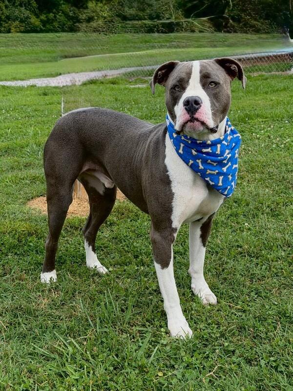 Ed, Adoptable, Adult Male Pit Bull Terrier.