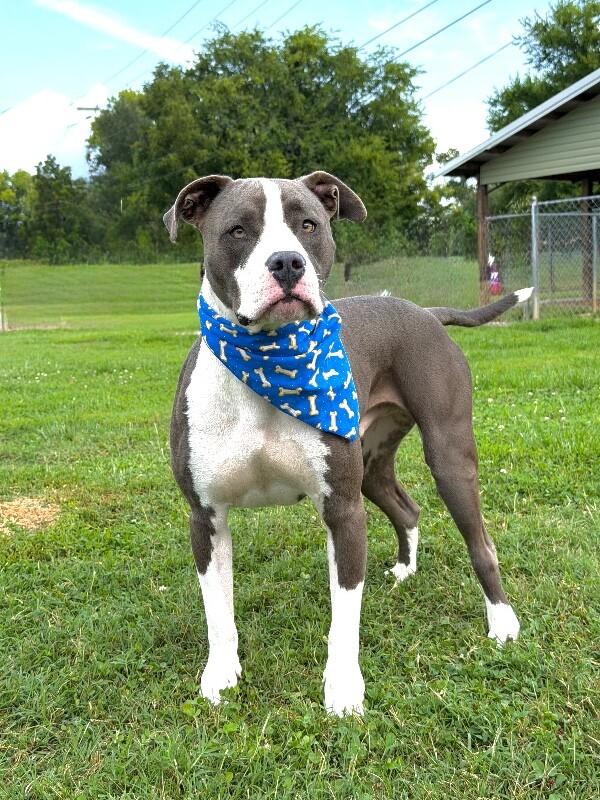 Enlarge Ed, a Adoptable Pit Bull Terrier in Maryville, TN image 2/4