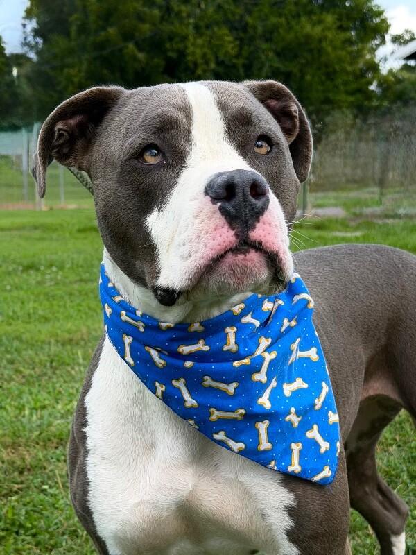 Enlarge Ed, a Adoptable Pit Bull Terrier in Maryville, TN image 3/4