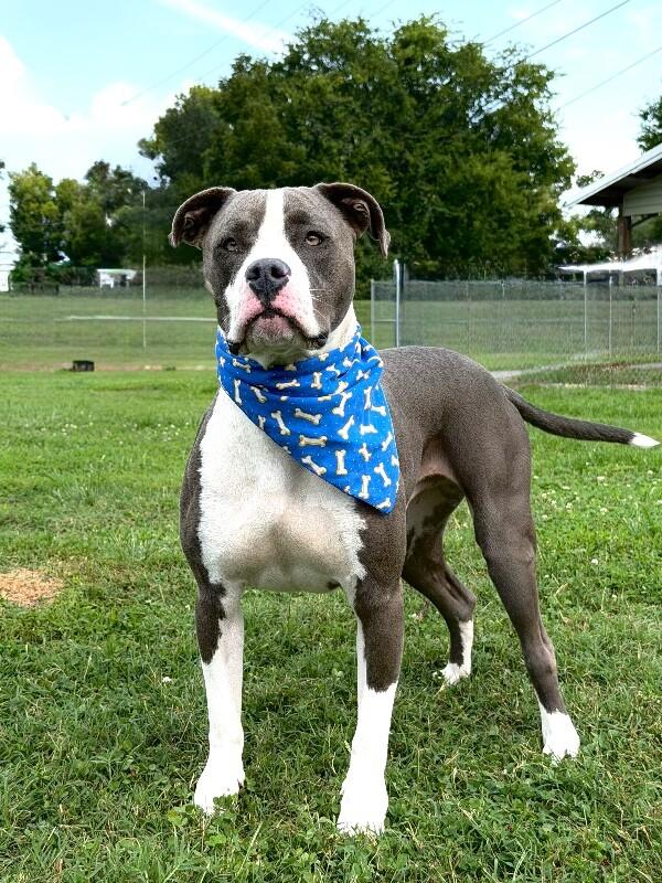 Enlarge Ed, a Adoptable Pit Bull Terrier in Maryville, TN image 4/4