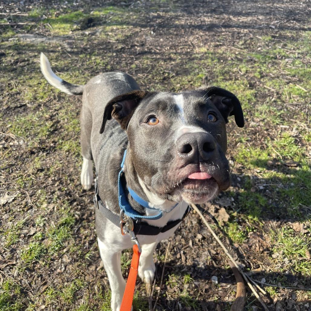 Snoopy, Adoptable, Adult Male Mixed Breed.
