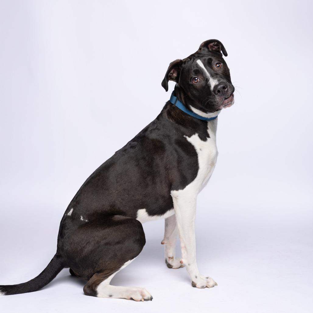 Enlarge Snoopy, a Adoptable Mixed Breed in Mentor, OH image 2/6