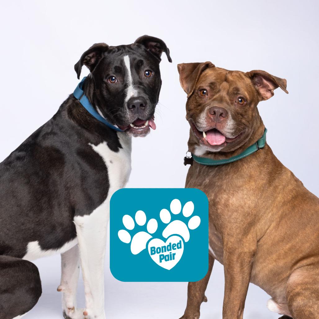 Enlarge Snoopy, a Adoptable Mixed Breed in Mentor, OH image 4/6