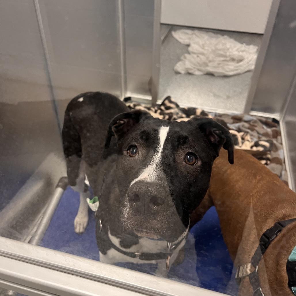 Enlarge Snoopy, a Adoptable Mixed Breed in Mentor, OH image 3/3