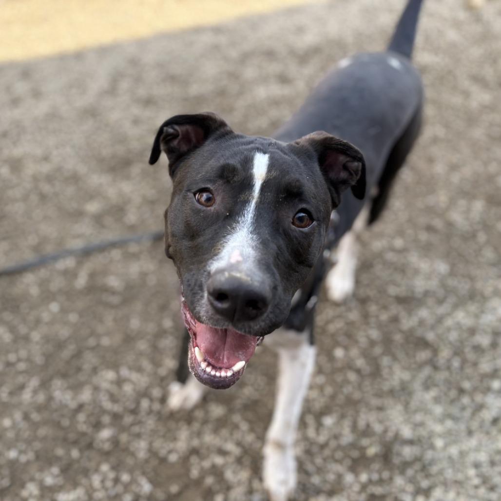 Enlarge Snoopy, a Adoptable Mixed Breed in Mentor, OH image 6/6