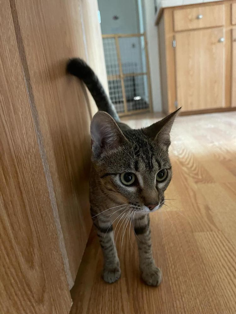 Jalapeno, Adoptable, Young Female American Shorthair.