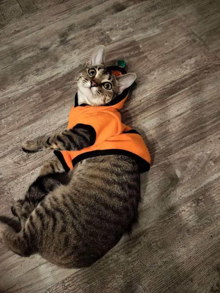 Enlarge Jalapeno, a Adoptable American Shorthair in Lone Oak, TX image 2/3