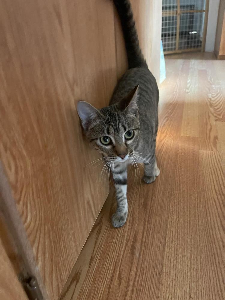 Enlarge Jalapeno, a Adoptable American Shorthair in Lone Oak, TX image 3/3