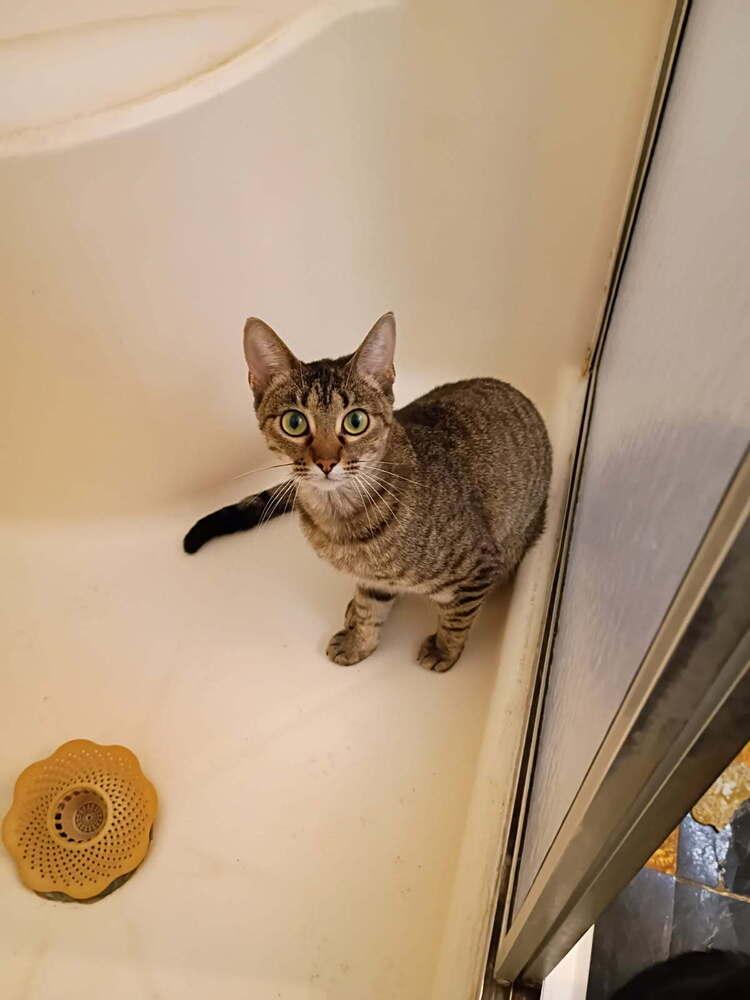 Enlarge Jalapeno, a Adoptable American Shorthair in Lone Oak, TX image 5/5