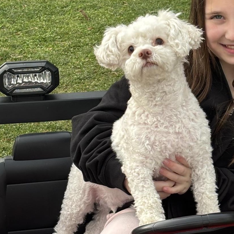 Goose, Adoptable, Young Male Poodle & Bichon Frise.