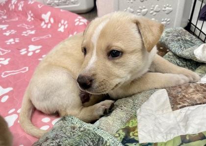 River, adopted, Puppy Male Terrier & Pit Bull Terrier.